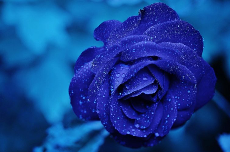 Creëer een romantische avondtuin met verborgen belichting