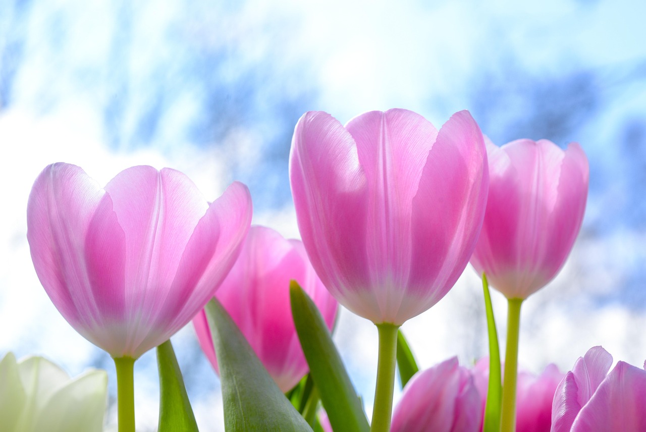 Felle gele bloempotten op houten terras.