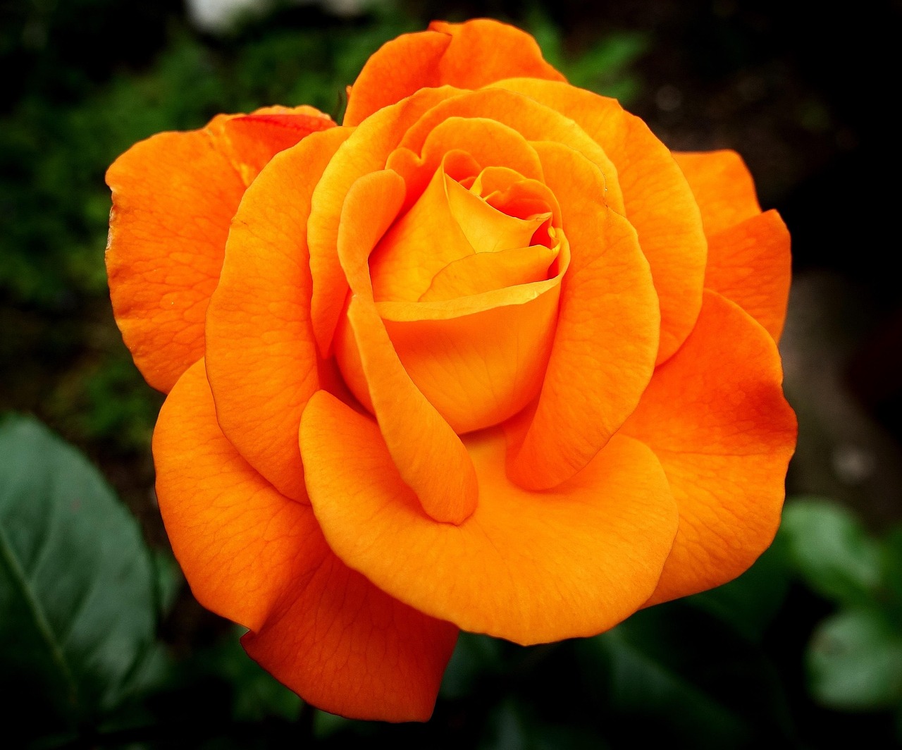 Rode en oranje bloemen in moderne tuin.