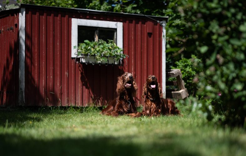 Optimale organisatie voor een multifunctioneel tuinhuis